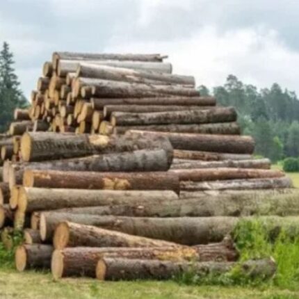 Tronchi di castagno - 70 metri cubi